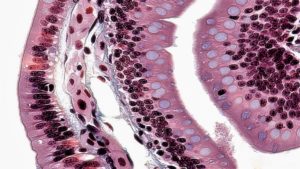 ¿Qué estudia la Histología?